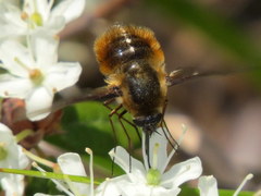 Bombylius mexicanus