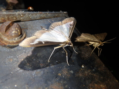 Isturgia murinaria