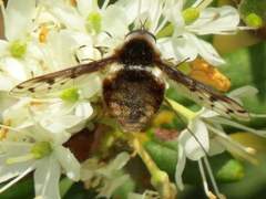 Bombylius pygmaeus