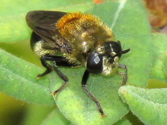 Microdon manitobensis