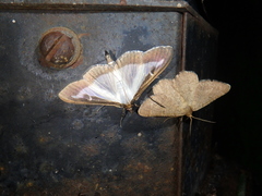 Isturgia murinaria