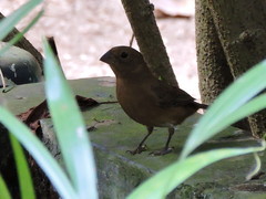 Cyanocompsa parellina