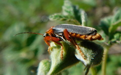 Cantharis annularis
