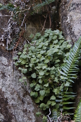 Centella villosa