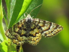 Epelis truncataria