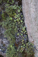 Centella villosa