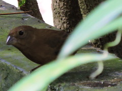 Cyanocompsa parellina