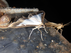 Isturgia murinaria