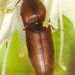 Strange Click Beetle - Photo (c) Stuart Tingley, some rights reserved (CC BY-NC), uploaded by Stuart Tingley