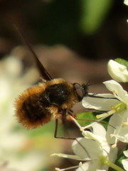 Bombylius mexicanus
