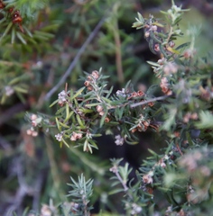 Erica philippioides