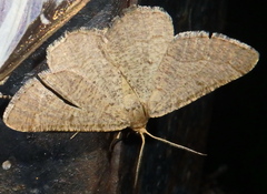 Isturgia murinaria