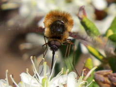 Bombylius mexicanus