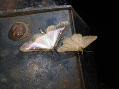Isturgia murinaria