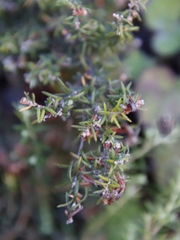 Erica philippioides