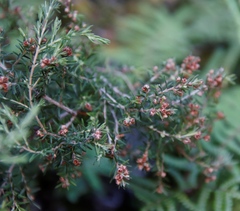 Erica philippioides