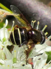 Eristalis cryptarum