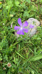 Viola cornuta