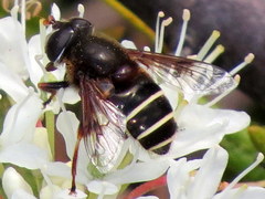 Eristalis cryptarum