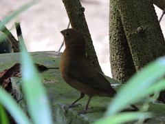 Cyanocompsa parellina