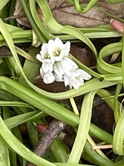 Allium trifoliatum
