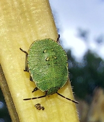 Palomena prasina
