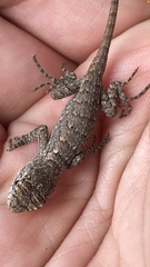 Sceloporus olivaceus