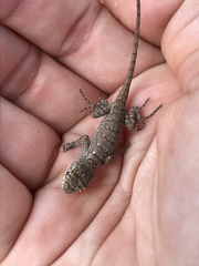 Sceloporus olivaceus