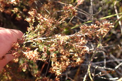 Erica radicans