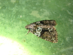 Cryphia algae