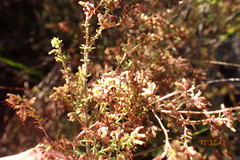 Erica radicans