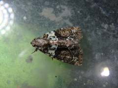 Cryphia algae