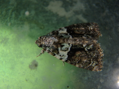 Cryphia algae