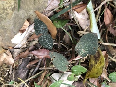 Anoectochilus formosanus