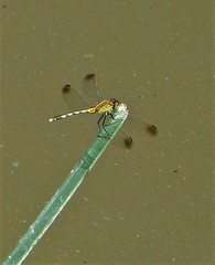 Erythrodiplax atroterminata
