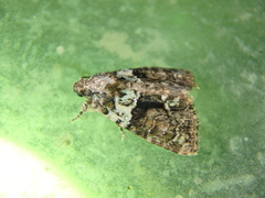 Cryphia algae