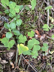 Oxalis acetosella