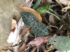 Anoectochilus formosanus