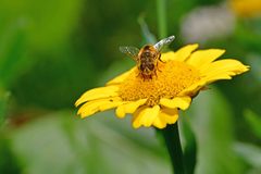 Eristalis arbustorum
