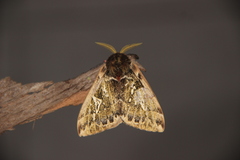 Dirphiopsis epiolina