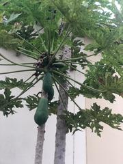 Carica papaya