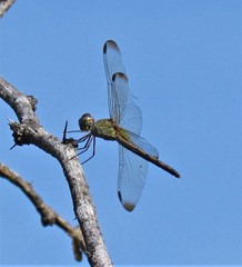 Erythrodiplax atroterminata