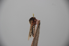 Dirphiopsis epiolina