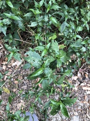 Strobilanthes flexicaulis