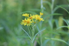 Jacobaea paludosa lanata