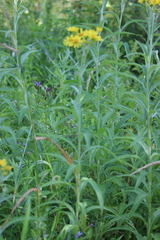 Jacobaea paludosa lanata