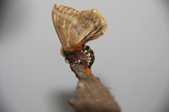 Dirphiopsis epiolina