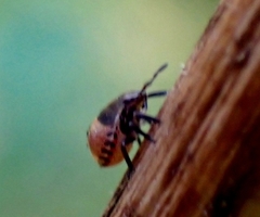 Carpocoris purpureipennis