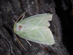 Bena bicolorana