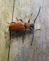 Stictoleptura rubra
